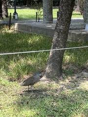 Gorsachius melanolophus