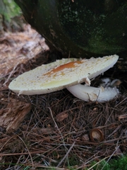 Amanita muscaria guessowii