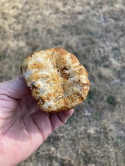 Hypomyces lateritius