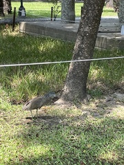 Gorsachius melanolophus