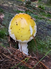 Amanita muscaria guessowii