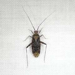 Phytocoris