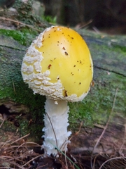 Amanita muscaria guessowii