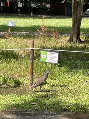 Gorsachius melanolophus