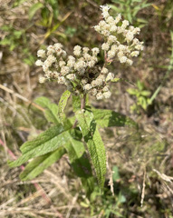 Eupatorium perfoliatum