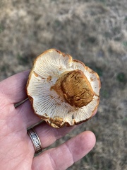 Hypomyces lateritius