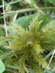 Climacium dendroides