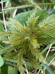 Climacium dendroides