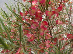 Dodonaea viscosa