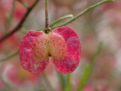 Dodonaea viscosa