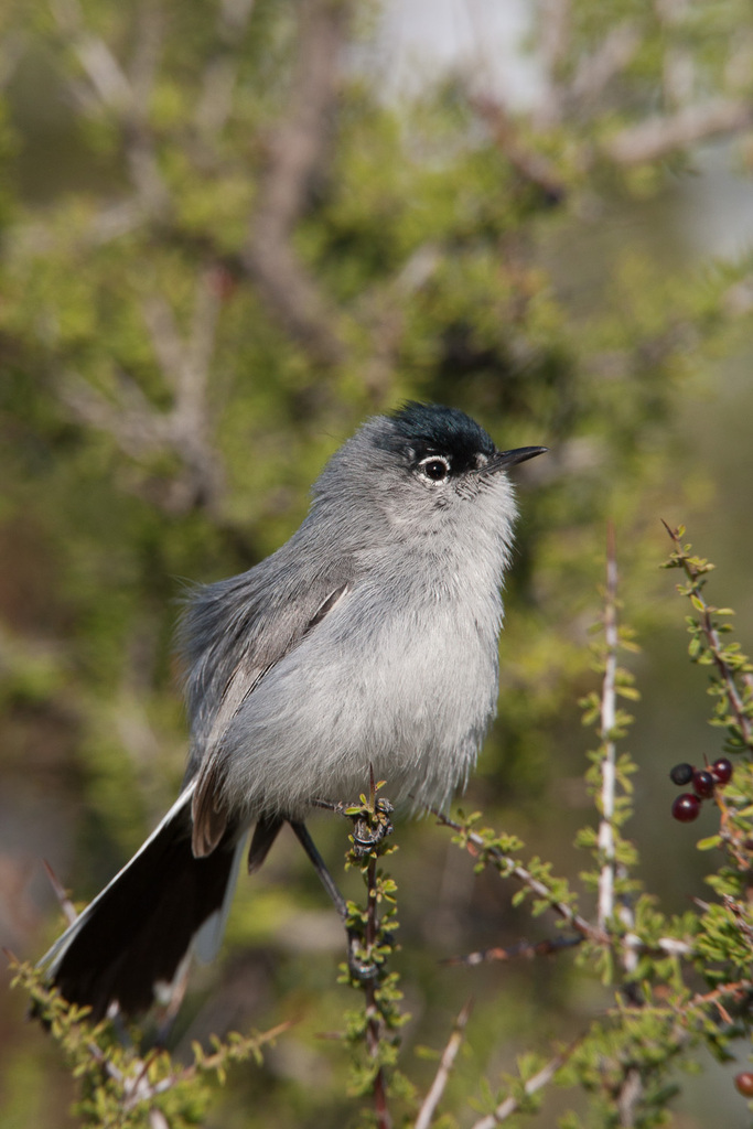 Black-tailed Gnatcatcher - Species Information and Photos