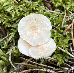 Mycetinis scorodonius