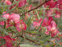 Dodonaea viscosa