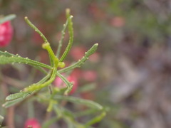 Dodonaea viscosa