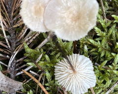 Mycetinis scorodonius