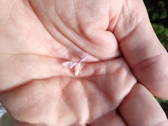 Stachys rigida quercetorum