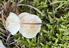 Mycetinis scorodonius