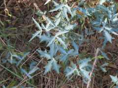 Berberis trifoliolata