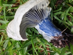 Lactarius indigo