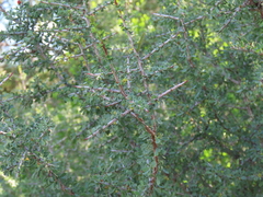 Condalia spathulata