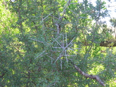 Condalia spathulata