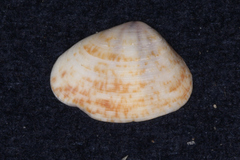 Donacidae