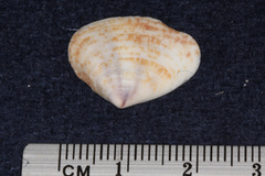 Donacidae
