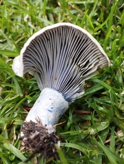Lactarius indigo