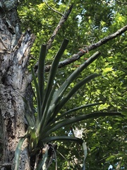 Aechmea bracteata