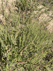 Ambrosia artemisiifolia