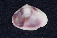 Donacidae