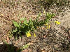 Oenothera parviflora