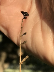 Hadrokolos texanus