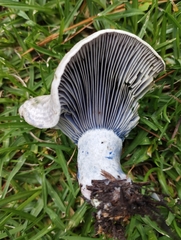 Lactarius indigo