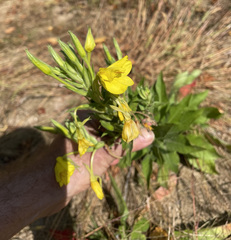 Oenothera parviflora