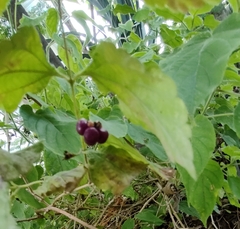 Callicarpa