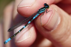 Coenagrion lunulatum