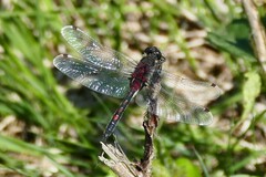 Leucorrhinia rubicunda