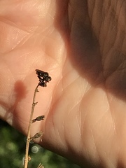 Hadrokolos texanus