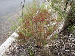 Dodonaea viscosa