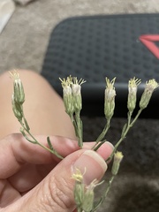 Brickellia eupatorioides