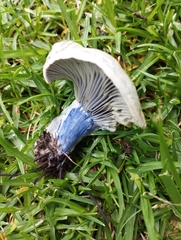 Lactarius indigo