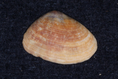 Donacidae