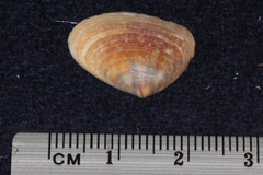 Donacidae