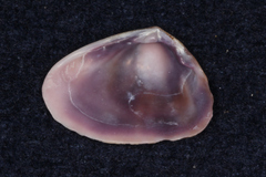 Donacidae
