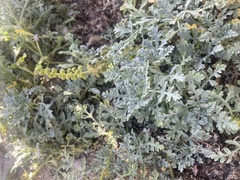 Ambrosia chamissonis