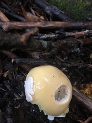 Amanita