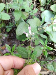 Stachys rigida quercetorum