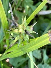Carex grayi