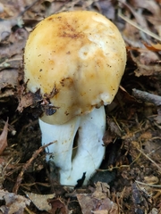 Russula grata
